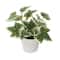 Assorted Micro Plant in White Pot by Ashland&#xAE;, 1pc.
